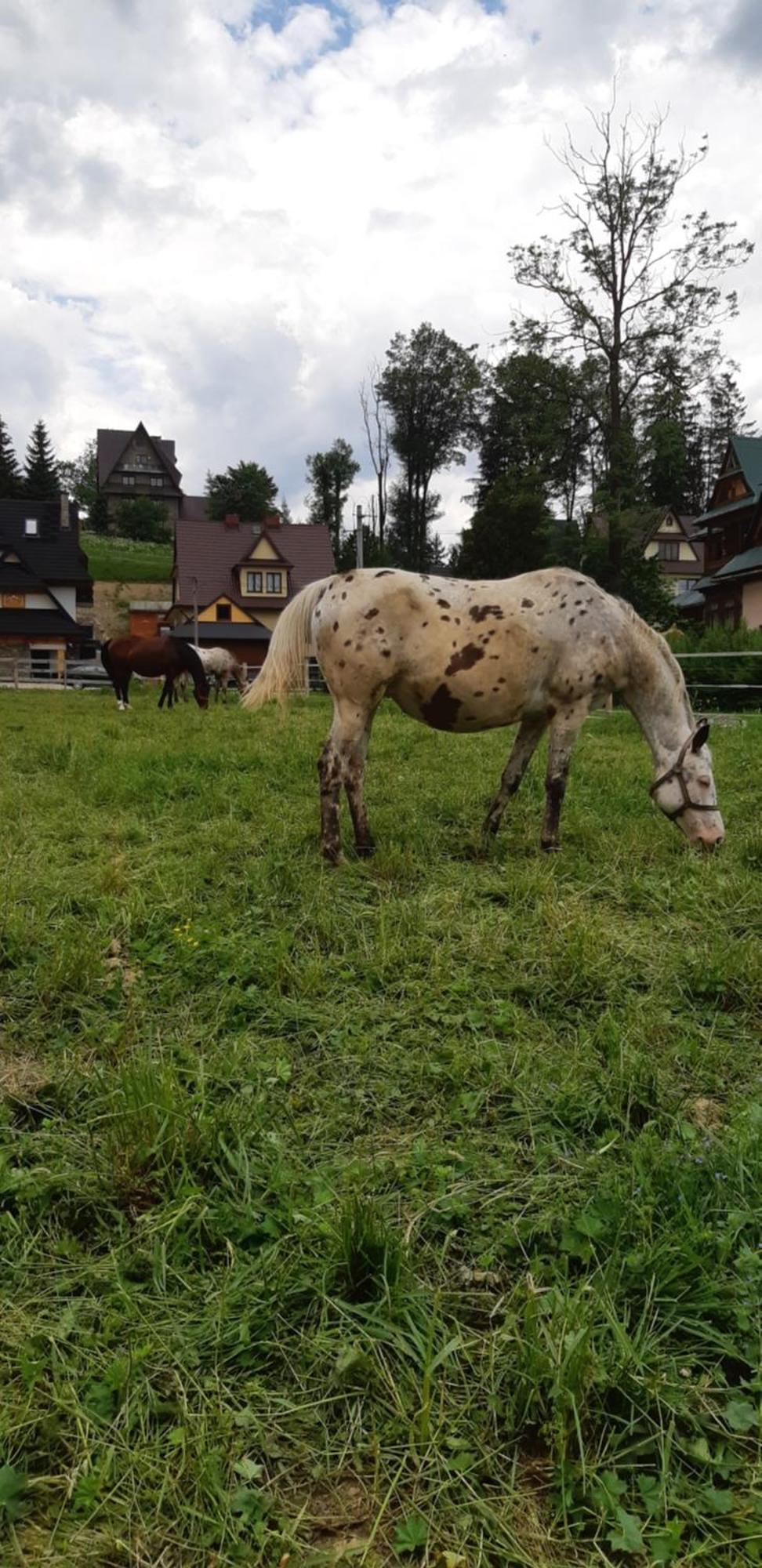 Przedsionek Tatr Villa Zakopane Kültér fotó